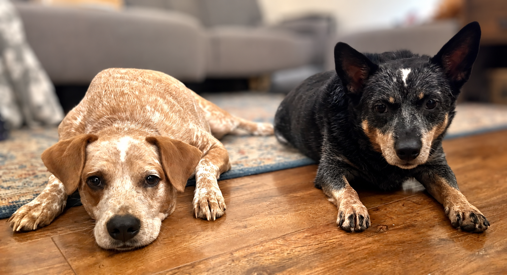Charlee and Pepper relaxing together on the floor at home